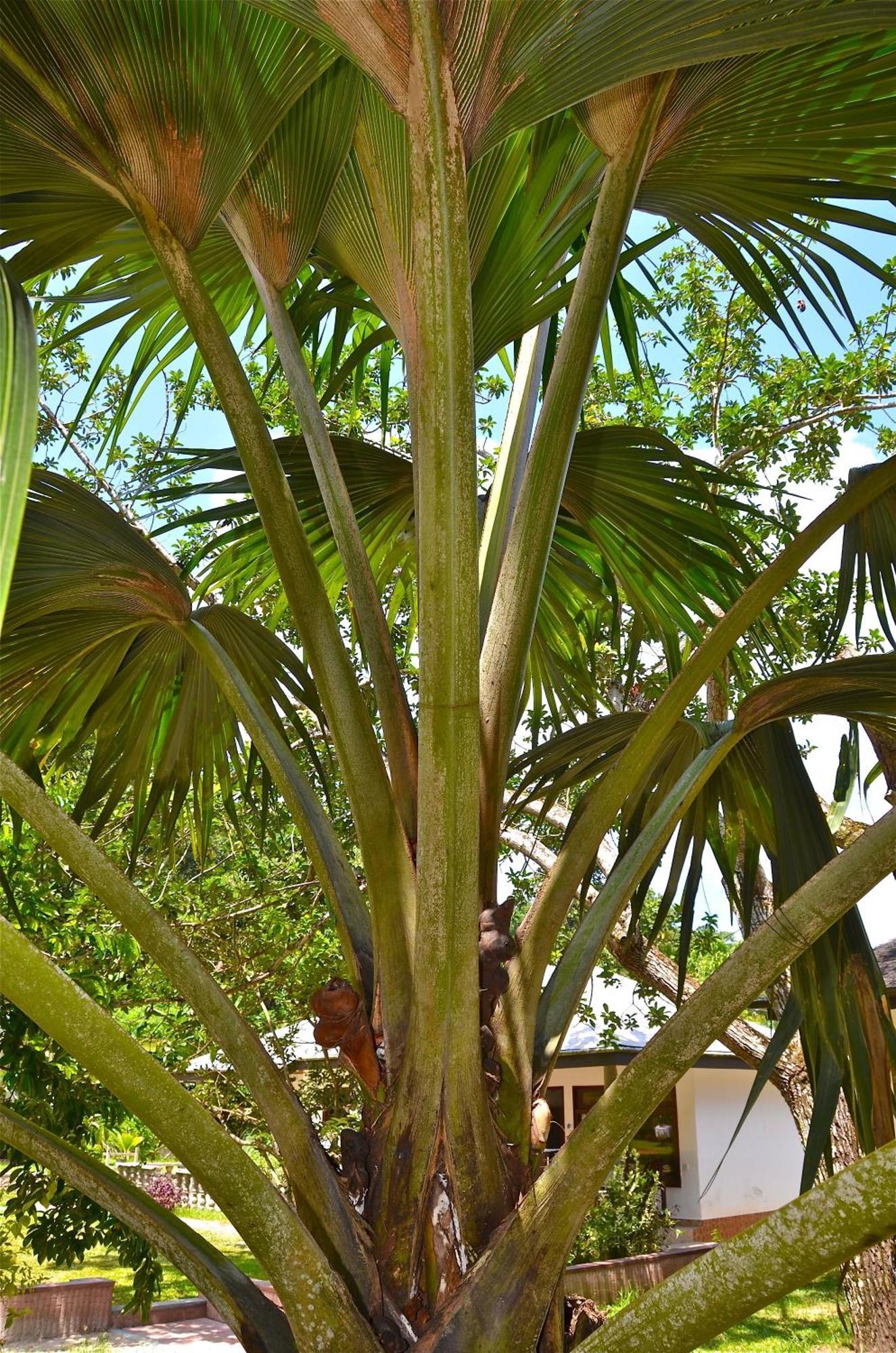 Calou Pensión La Digue Exterior foto